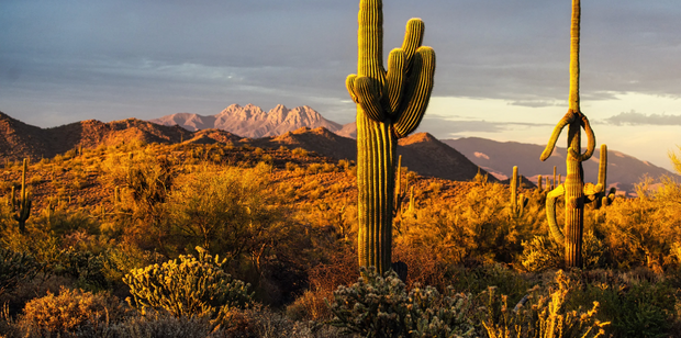 <h2>Rushnico.com <br/>Buy Authentic Nicotine Pouches Online </h2>